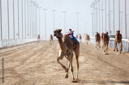 Photo: Camel race in Doha, Qatar, Middle East Camel race in Doha, Qatar, Middle East