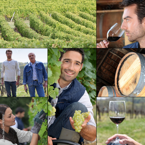 Photo: Montage of life on a vineyard Montage of life on a vineyard