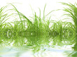 herbe