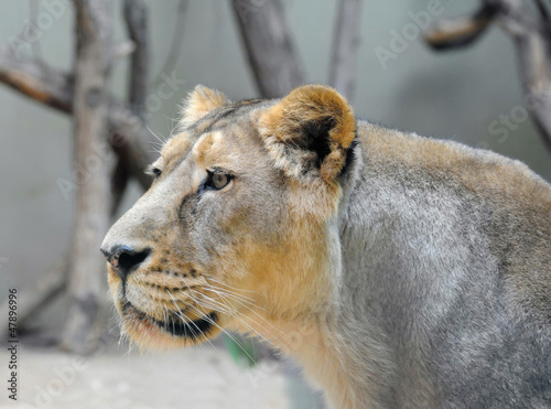 Photo: Lioness portrait from the side Lioness portrait from the side