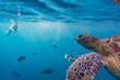 Hawksbill sea turtle