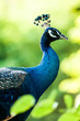 peacock in nightsafari chiangmai Thailand
