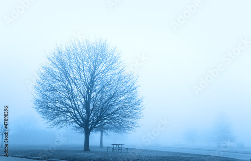 Photo: Foggy winter scene and trees Foggy winter scene and trees