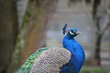 Pfau