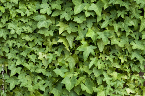 Photo: Ivy on a Wall Ivy on a Wall