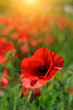 Poppies