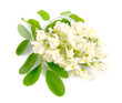 Acacia flowers