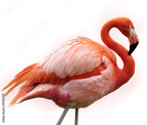 Photo: Pink Flamingo Pink Flamingo