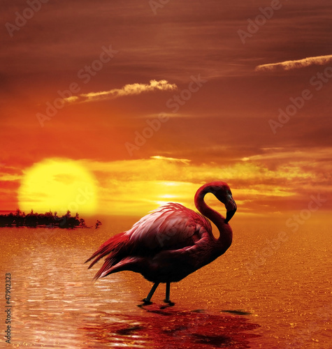 Photo: Sunset With Flamingo Sunset With Flamingo