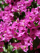 Purple flowering of spring. Bougainvilia flowers.