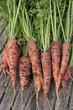 Photo: Fresh ripe carrots bunch on garden table Fresh ripe carrots bunch on garden table