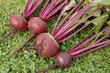 Photo: Freshly picked beetroot vegetables Freshly picked beetroot vegetables