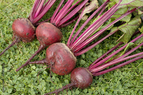 Photo: Freshly picked beetroot vegetables Freshly picked beetroot vegetables