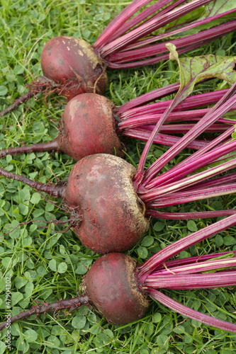 Photo: Freshly picked beetroot vegetables Freshly picked beetroot vegetables