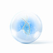 dna strands