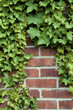 Ivy on a red brick wall