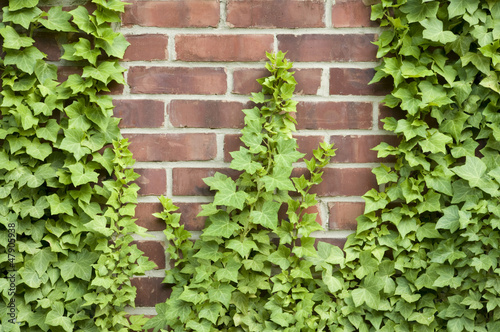 Photo: Ivy growing up a brick wall Ivy growing up a brick wall