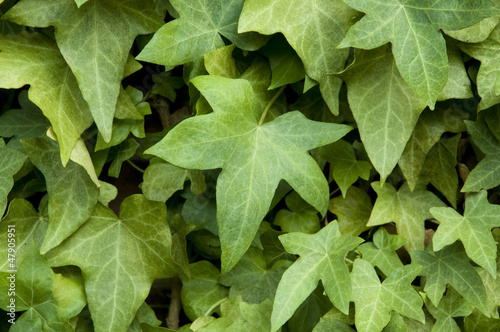 Photo: Ivy on a wall Ivy on a wall