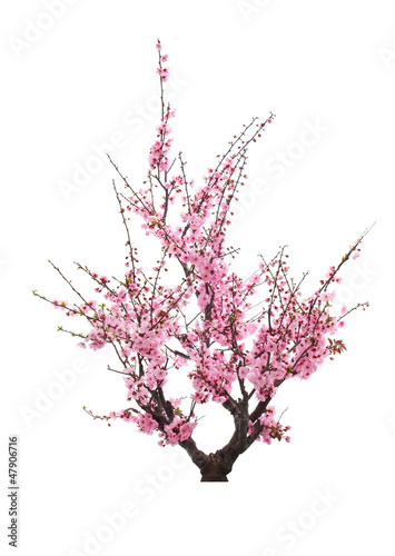 Photo: Blooming plum tree Blooming plum tree