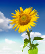 Beautiful sunflower against blue sky