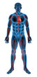 Human circulatory system