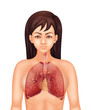 Human respiratory system