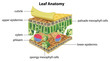 Structure of a leaf