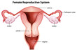 Female reproductive system