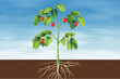 Parts of a plant