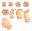 Stages in human embryonic development