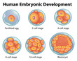 Stages in human embryonic development