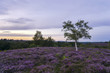 New Forest Heather in Bloom