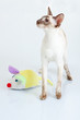 Siamese Cat playing with toy mouse