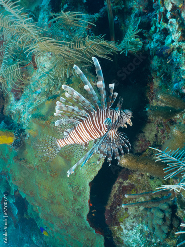 Photo: common lionfish (Pterois volitans) common lionfish (Pterois volitans)