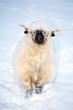 Photo: Welsh Blacknose- Sheep in snow Welsh Blacknose- Sheep in snow
