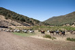 Flock of goats in a rural landscape
