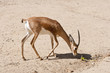 Dorcas gazelle, Gazella dorcas