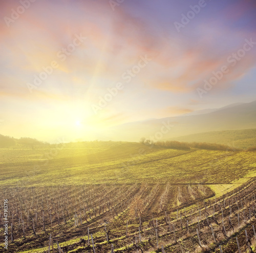 Photo: vineyard vineyard