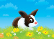 bunny sitting in grass among field flowers