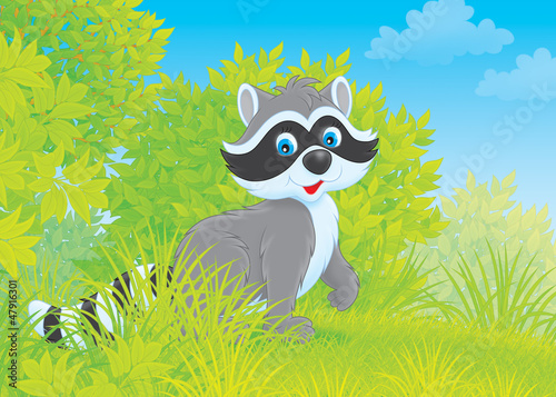 Illustration: Raccoon Raccoon