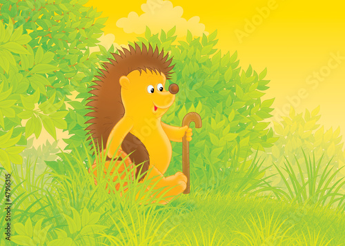 Illustration: Hedgehog mushroomer Hedgehog mushroomer
