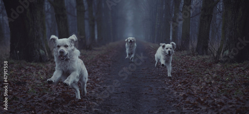 Photo: Fantastic picture of running dog Fantastic picture of running dog