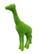 green grass giraffe