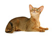 Abyssinian cat