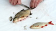 fisherman hand with knife clean bream and roach fish scale