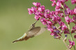 Broad-tailed Hummingbird Femal...