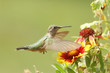 Broad-tailed Hummingbird Femal...