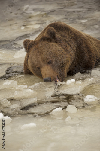 Photo: A black bear brown grizzly portrait in the snow while eating ice A black bear brown grizzly portrait in the snow while eating ice