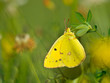 Butterfly Warming its Wings in the Sun