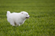 Samoyed dog